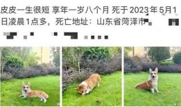 女子爆料丈夫杀柯基视频